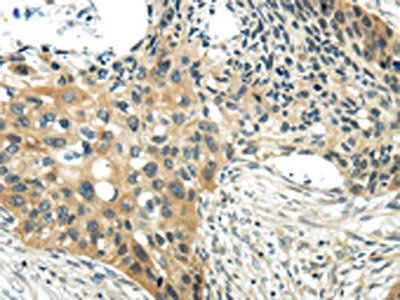 CHGA Antibody