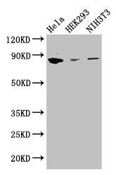 CHGB antibody