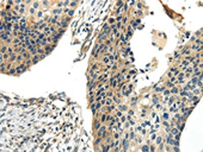 CHGB Antibody