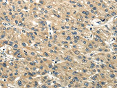 CHGB Antibody