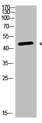 CHID1 Antibody
