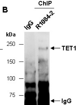 TET1 antibody