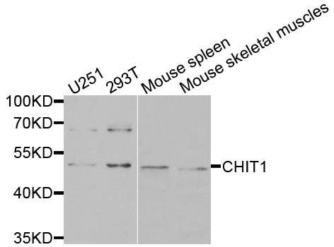 CHIT1 antibody
