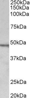 CHIT1 antibody