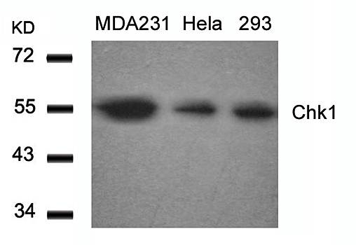 Chk1 (Ab-317) Antibody