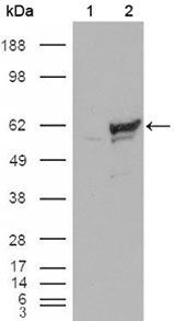CHK1 Antibody
