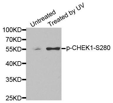 CHEK1 (phospho-S280) antibody