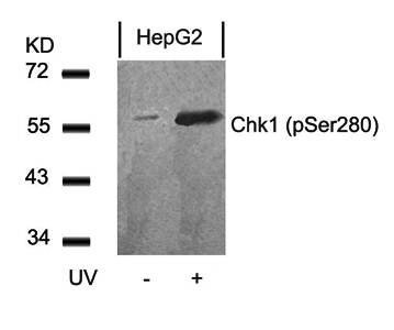 Chk1 (Phospho-Ser280) Antibody