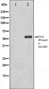 Chk1 (Phospho-Ser286) antibody