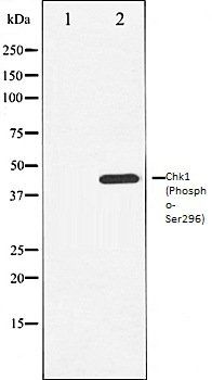 Chk1 (Phospho-Ser296) antibody
