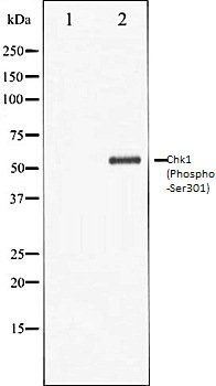 Chk1 (Phospho-Ser301) antibody