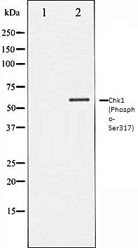 Chk1 (Phospho-Ser317) antibody
