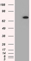 Chk2 Antibody