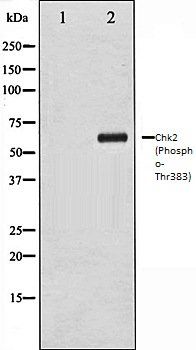 Chk2 (Phospho-Thr383) antibody