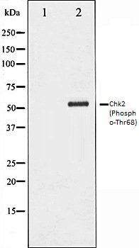 Chk2 (Phospho-Thr68) antibody