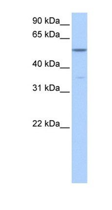 Choline kinase alpha antibody