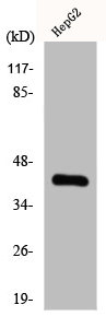 CHKB Antibody