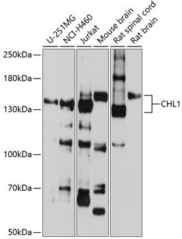 CHL1 antibody