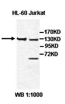 CHL1 antibody