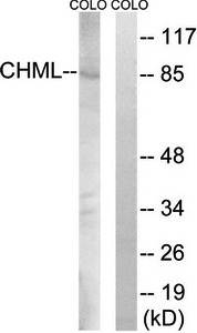 CHML antibody