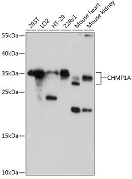 CHMP1A antibody
