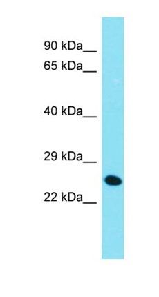 Chmp4c antibody