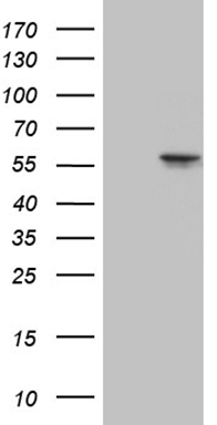 CHMP5 antibody