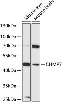 CHMP7 antibody