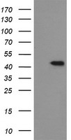 CHN 1 (CHN1) antibody