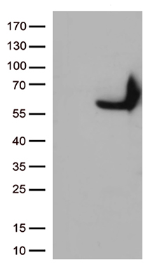 CHN 1 (CHN1) antibody