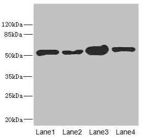 CHN1 antibody