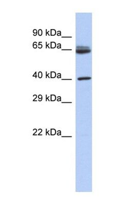 CHN2 antibody