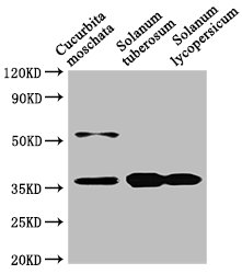 CHN48 antibody