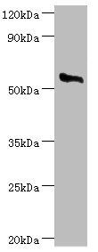 Cholesterol side-chain cleavage enzyme, mitochondrial antibody