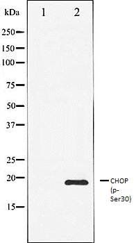 DDIT3 (phospho-Ser30) antibody