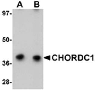 CHORDC1 Antibody