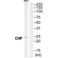 CHP1 antibody