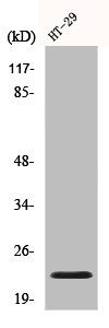 CHP2 antibody