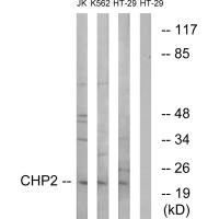 CHP2 antibody