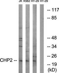 CHP2 antibody