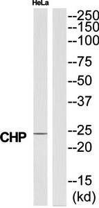 CHP antibody