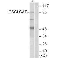 CHPF2 Antibody