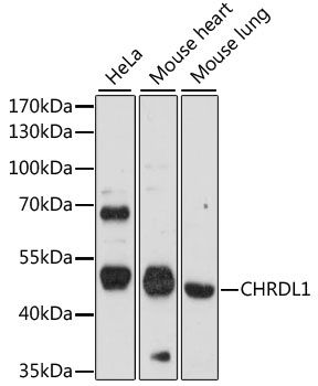 CHRDL1 antibody