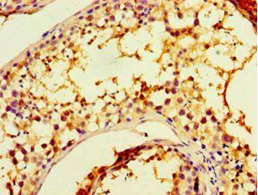 CHRFAM7A antibody