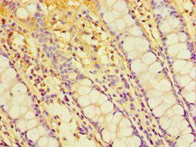 CHRFAM7A antibody