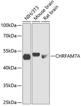 CHRFAM7A antibody