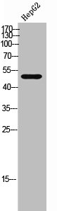 CHRM1 antibody