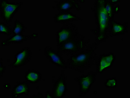 CHRM1 Antibody
