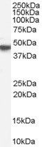 Goat anti-M1 mAChR / CHRM1 Antibody