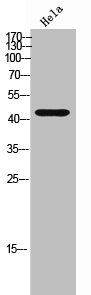 CHRM2 antibody